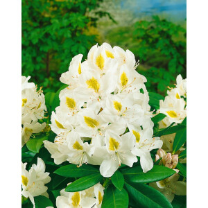 Rhododendron Hybr.Madame Masson