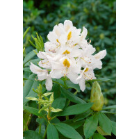 Rhododendron Hybr.Madame Masson