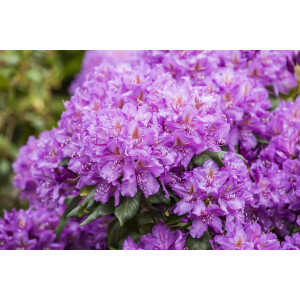 Rhododendron Hybr.Lees Dark Purple