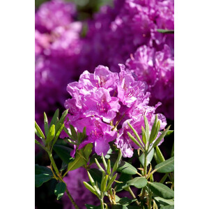 Rhododendron Hybr.Lees Dark Purple