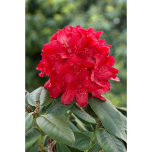 Rhododendron Hybr.Lagerfeuer
