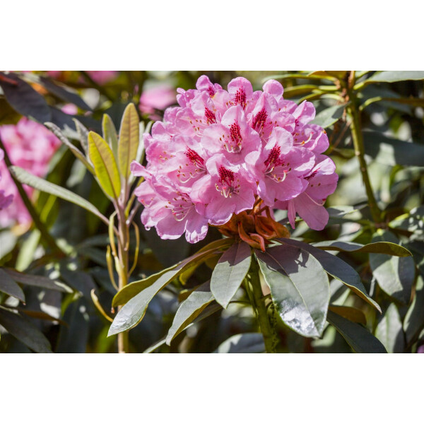 Rhododendron Hybr.Lady Annet.de Trafford