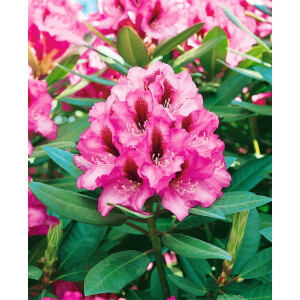 Rhododendron Hybr.Kokardia  -R-