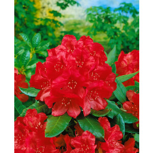 Rhododendron Hybr.Karl Naue