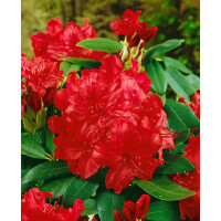 Rhododendron Hybr.Karl Naue