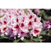Rhododendron Hybr.Kabarett  -R-