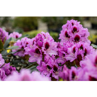 Rhododendron Hybr.Kabarett  -R-