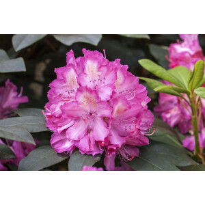 Rhododendron Hybr.Junifeuer