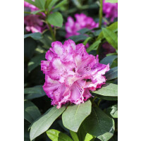 Rhododendron Hybr.Junifeuer