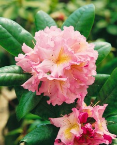 Rhododendron Hybr.Janet Blair