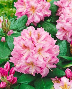 Rhododendron Hybr.Janet Blair