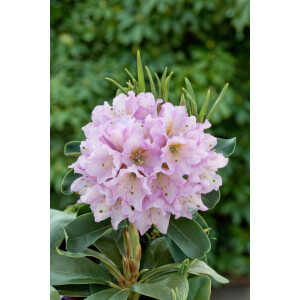 Rhododendron Hybr.INKARHO-Dufthecke, lila