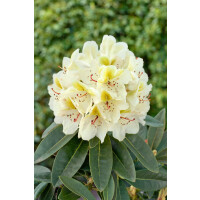 Rhododendron Hybr.INKARHO-Dufthecke, gelb