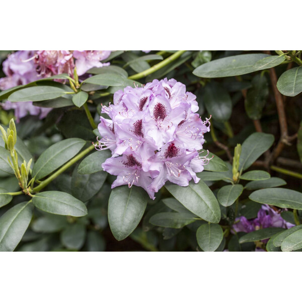 Rhododendron Hybr.Humboldt