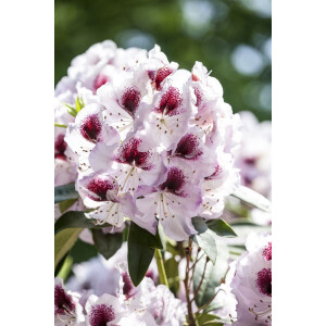 Rhododendron Hybr.Humboldt