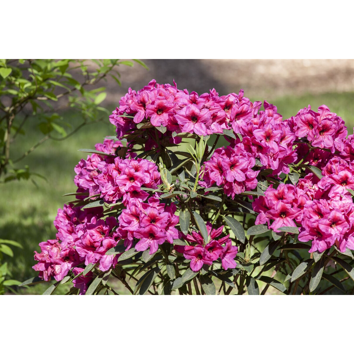 rhododendronhybride 'homer' rhododendron hybr'homer'  pflanzen für