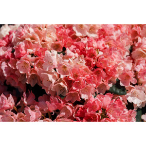 Rhododendron Hybr.Homer
