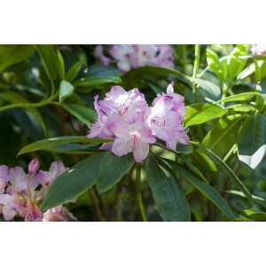 Rhododendron Hybr.Homer