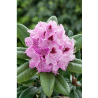 Rhododendron Hybr.Holstein