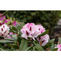 Rhododendron Hybr.Herbstfreude