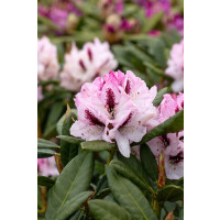 Rhododendron Hybr.Herbstfreude