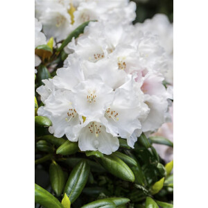 Rhododendron Hybr.Helene Schiffner