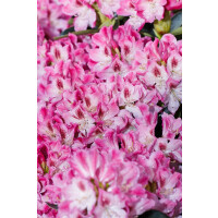 Rhododendron Hybr.Helen Martin