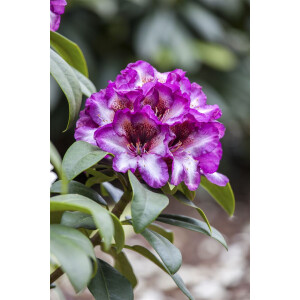 Rhododendron Hybr.Hans Hachmann  -R-