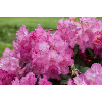 Rhododendron Hybr.Haithabu  -R-
