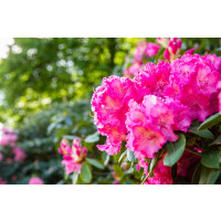 Rhododendron Hybr.Haithabu  -R-