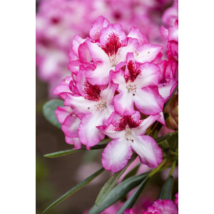 Rhododendron Hybr.Hachmanns Charmant-R-