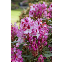 Rhododendron Hybr.Hachmanns Charmant-R-