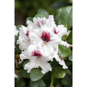 Rhododendron Hybr.Hachm.Picobello  -R-