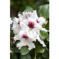 Rhododendron Hybr.Hachm.Picobello  -R-