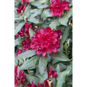 Rhododendron Hybr.Hachm.Feuerschein  -R-
