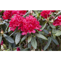 Rhododendron Hybr.Hachm.Feuerschein  -R-