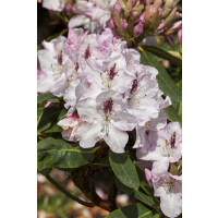 Rhododendron Hybr.Gudrun