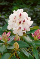Rhododendron Hybr.Gudrun
