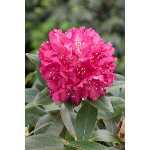 Rhododendron Hybr.Granat