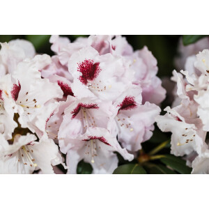 Rhododendron Hybr.Graffito  -R-