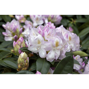 Rhododendron Hybr.Gomer Waterer
