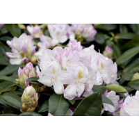 Rhododendron Hybr.Gomer Waterer