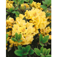 Rhododendron Hybr.Goldkrone  -R-