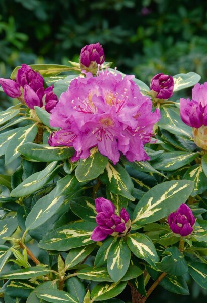 Rhododendron Hybr.Goldflimmer