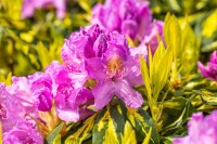 Rhododendron Hybr.Goldflimmer