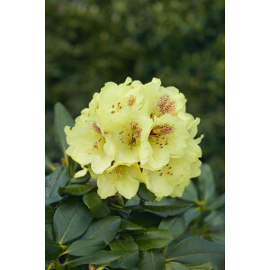 Rhododendron Hybr.Goldbukett