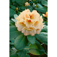 Rhododendron Hybr.Goldbukett