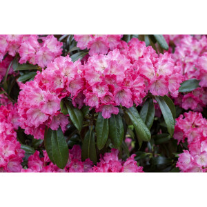 Rhododendron Hybr.Germania  -R-