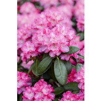 Rhododendron Hybr.Germania  -R-