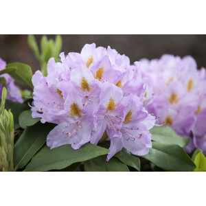 Rhododendron Hybr.Genoveva